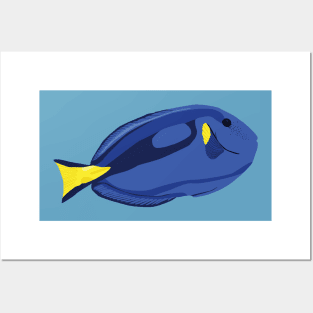 Blue tang Fish Posters and Art